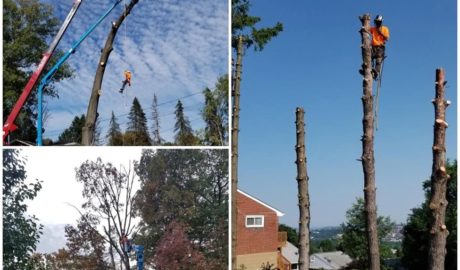 tree-pruning-trimming-services