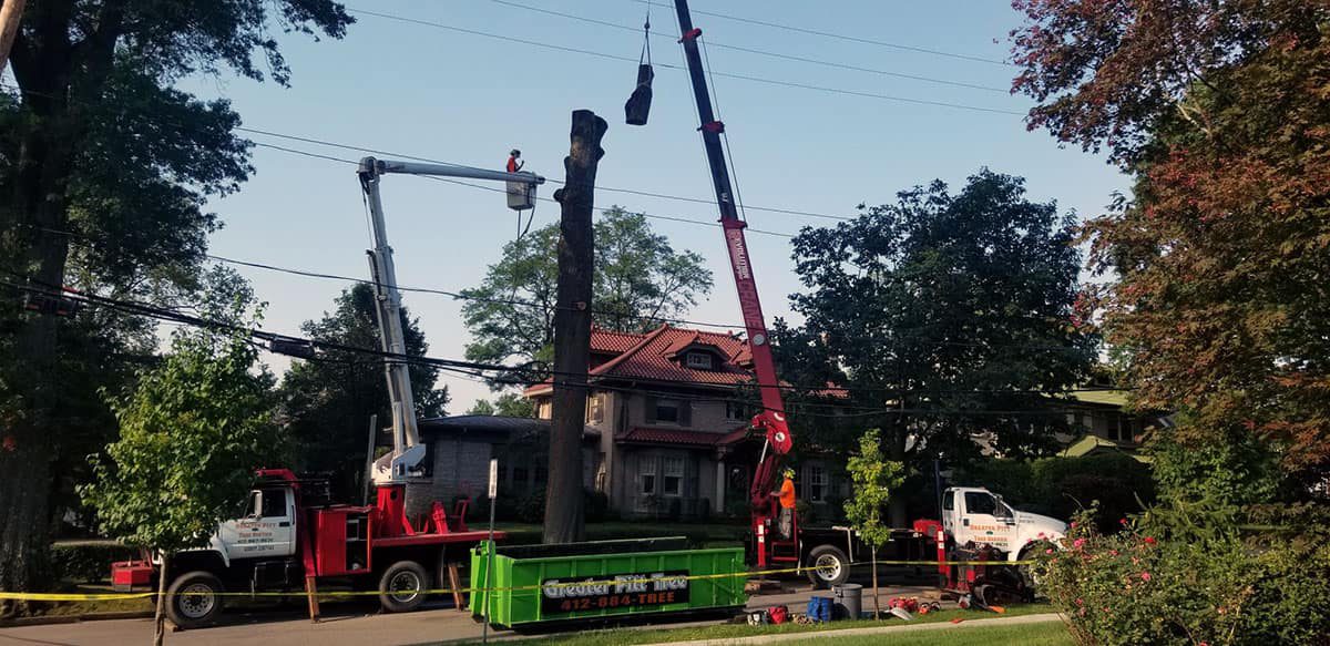 Tree removal service in Pittsburgh, PA by the team at Greater Pitt Tree Service LLC