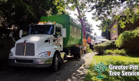 Tree Service Company Greater Pittsburgh PA