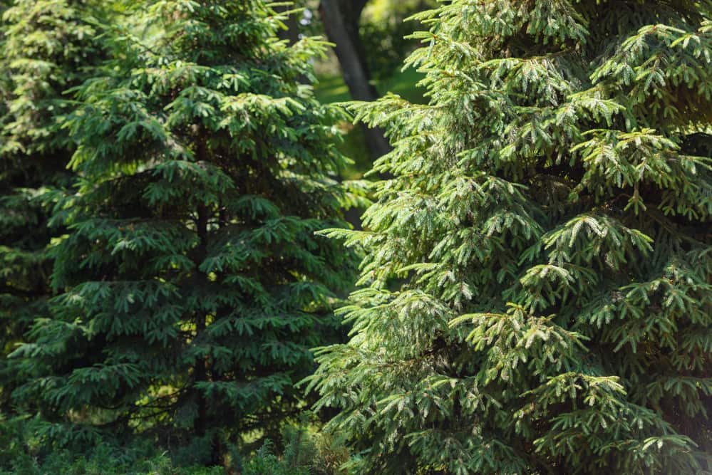 Why Do Evergreens Turn Brown Sometimes? Greater Pitt Tree Service LLC