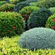 beginner-friendly-fertilizer-tree-shrub-care