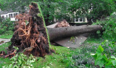 uprooted-tree-can-it-be-saved