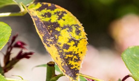 what-are-black-spots-on-tree-leaves