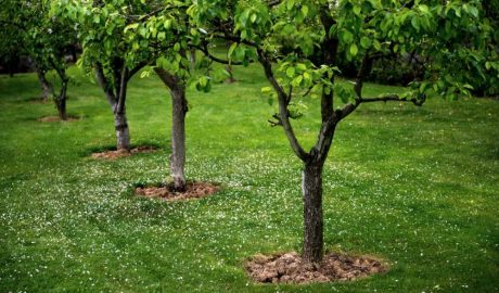 stunted or slow growing tree solutions