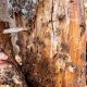 tree-risk-assessment-for-client-by-arborist