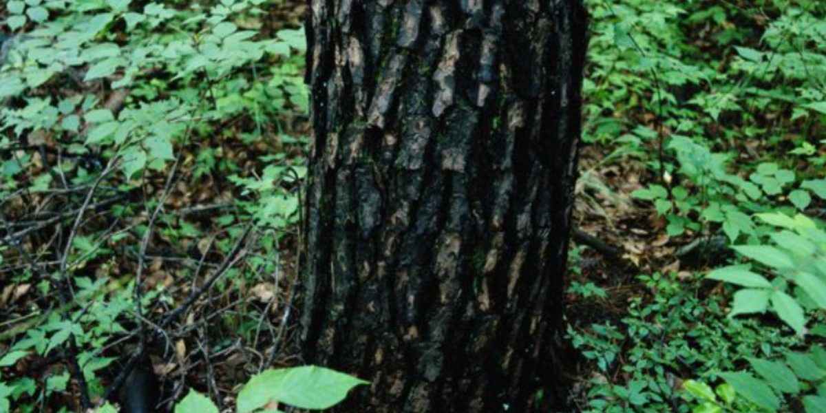 blackened-tree-trunk-pittsburgh