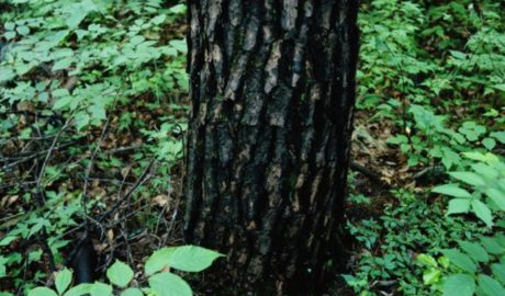 blackened-tree-trunk-pittsburgh