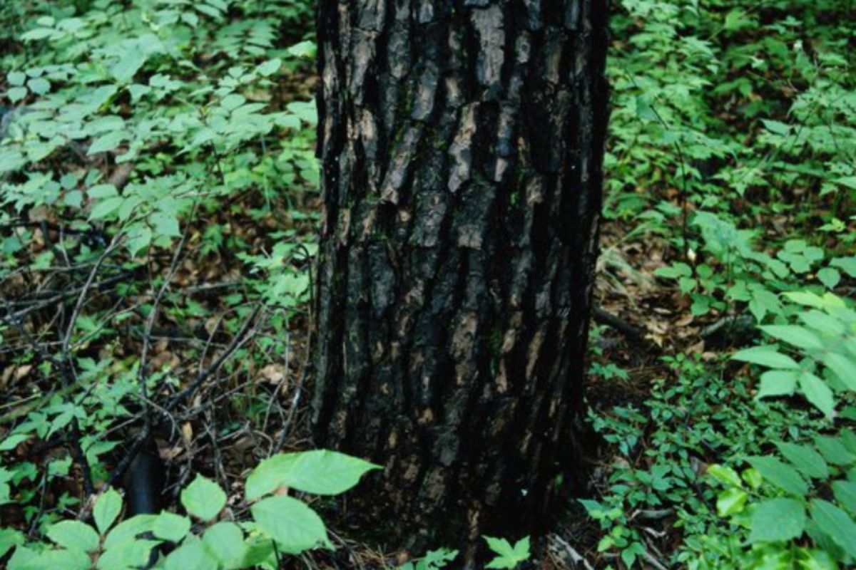 What is Happening To This Tree? Handling A Blackening Tree - Greater ...