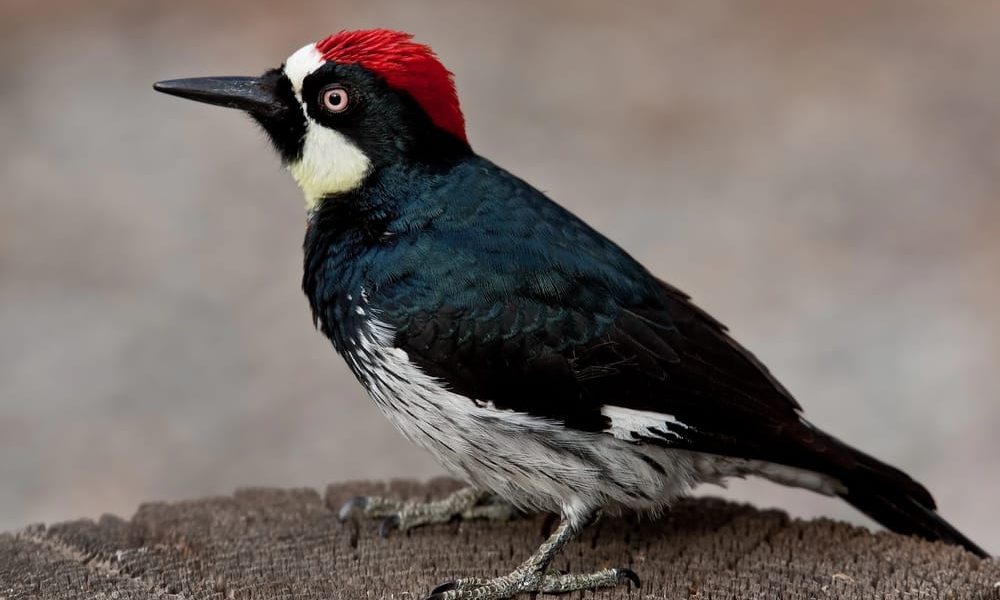 which-birds-cause-harm-to-trees-in-pittsburgh-pa