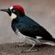 which-birds-cause-harm-to-trees-in-pittsburgh-pa