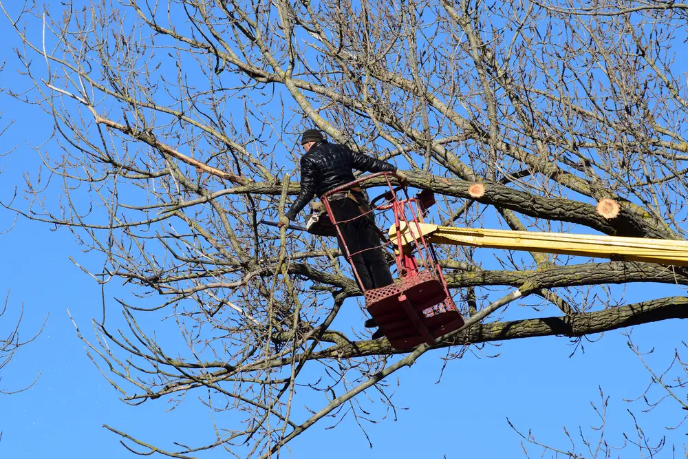 winter-tree-care-pittsburgh-pa